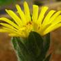 Golden Aster (Heterotheca sessiliflora ssp. bolanderi): Although these natives are common at Roy’s Redwoods, we don’t see them much of them in other areas.